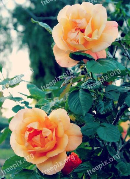 Orange Rose Flower Nature Green