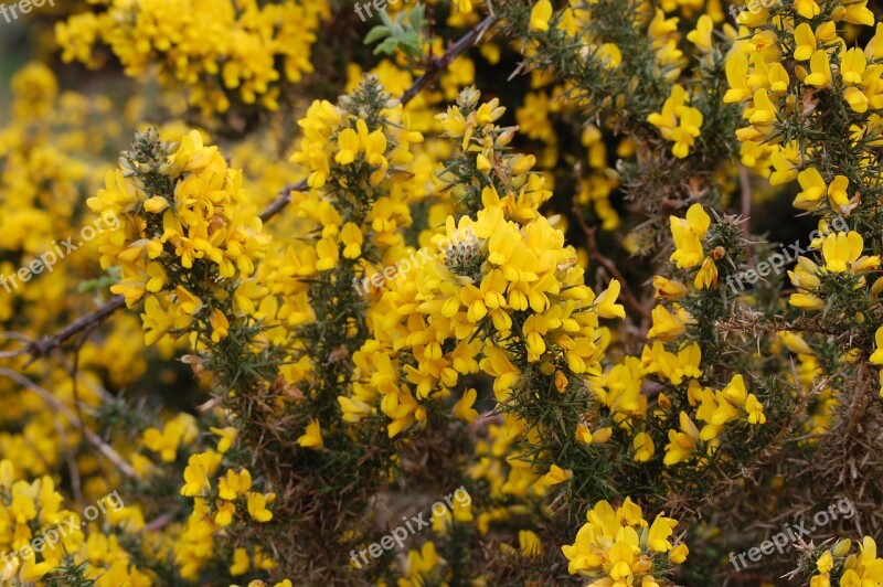 Broom Flower Nature Yellow Spring