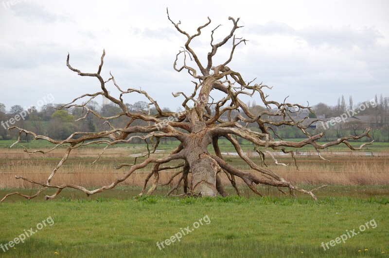 Tree Death Swamp Lightning Free Photos