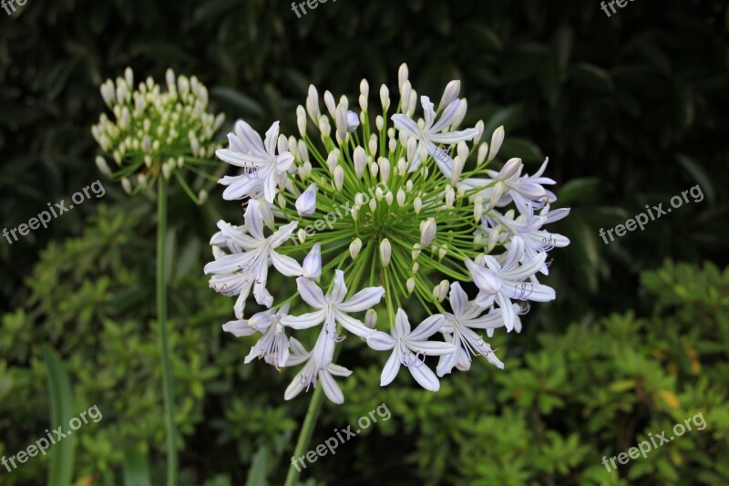 Flowers Scenery Close-up Summer Plant