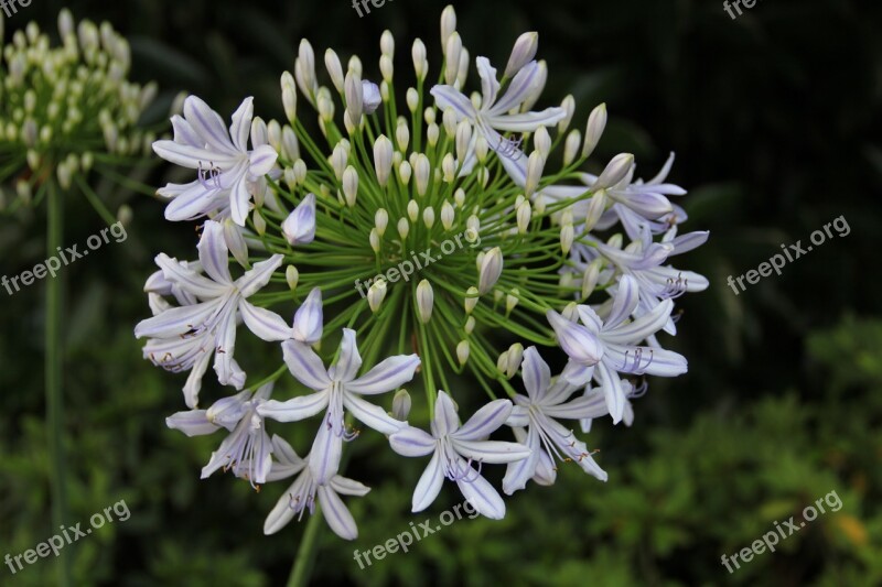 Flowers Summer Scenery The Scenery Plant