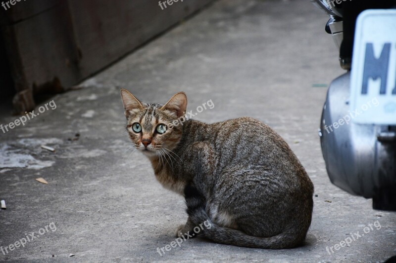 Cat Alert Pear Alley Gray