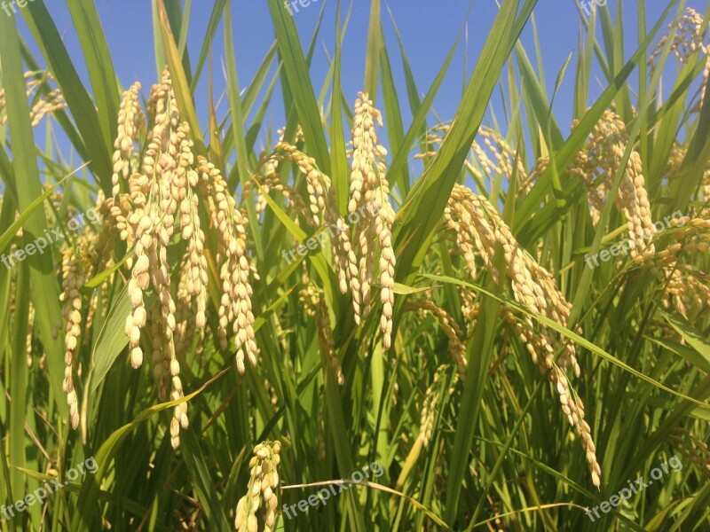 Ear Of Rice Autumn Japan Golden Blue Sky