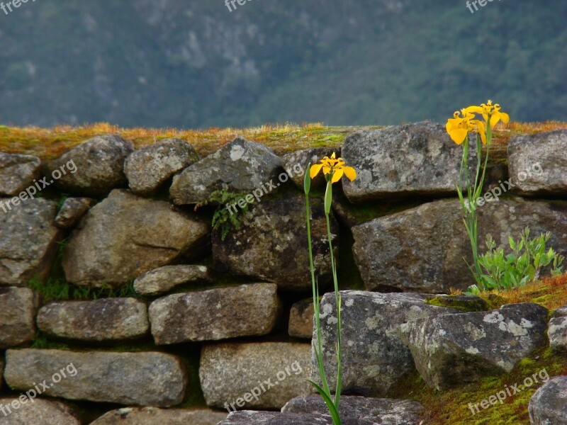 Flowers Peru Stones Inka Architecture