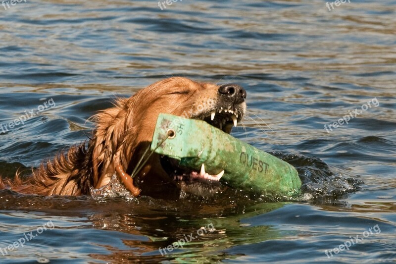 Dog Water Training Portrait Cooling