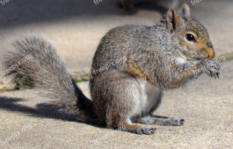 Squirrel Animals Nature Cute Eating