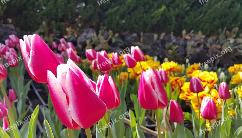 Tulip Flowers Spring Nature Plants