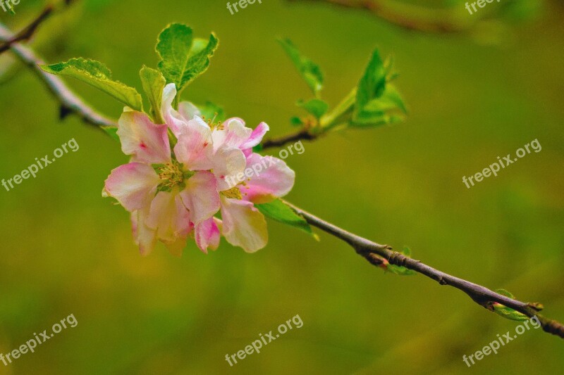 Flower Pink Pink Flowers Spring Color