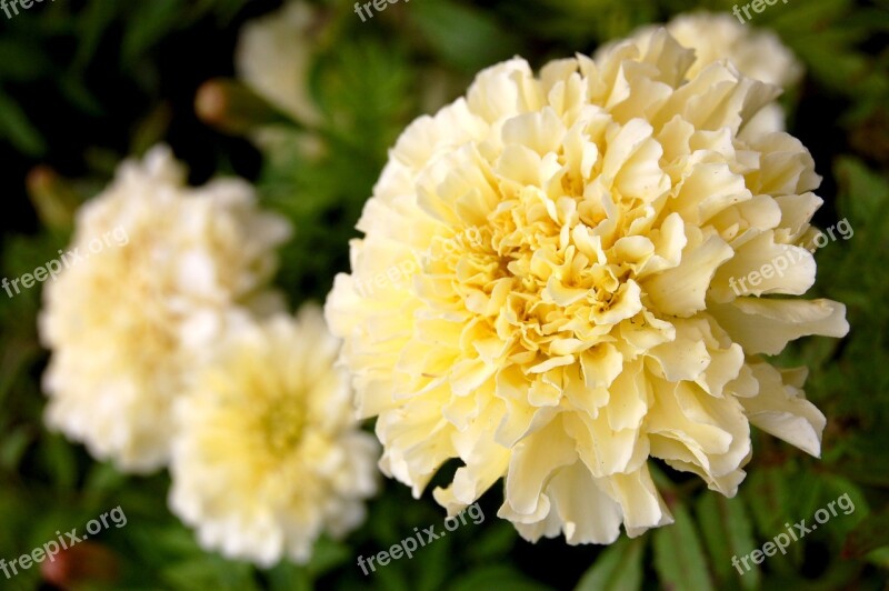 Marigold Flower Plant Yellow Blossom