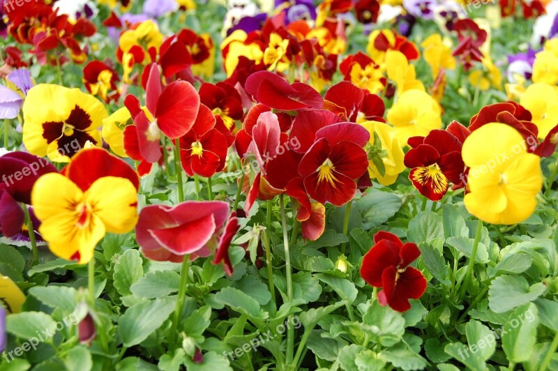 Pansies Yellow Orange Free Photos