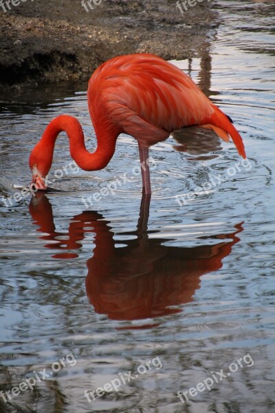 Flamingo Zoo Mirroring Water Bird Pink Flamingo