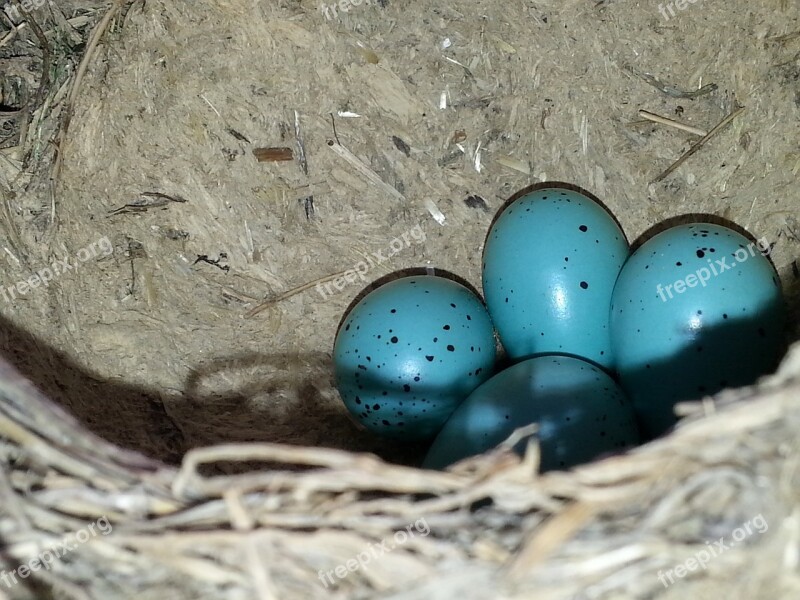 Eggs Birds Care Huevecillos Sparrows