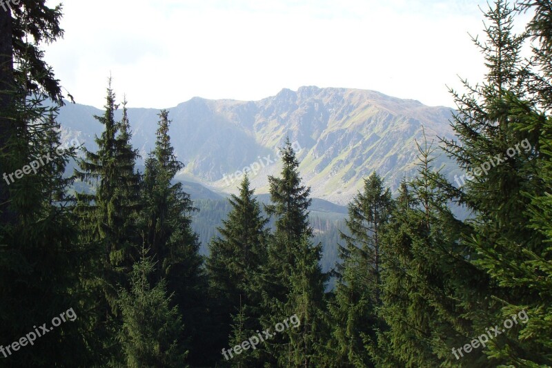 Mountains Pines Landscape Free Photos