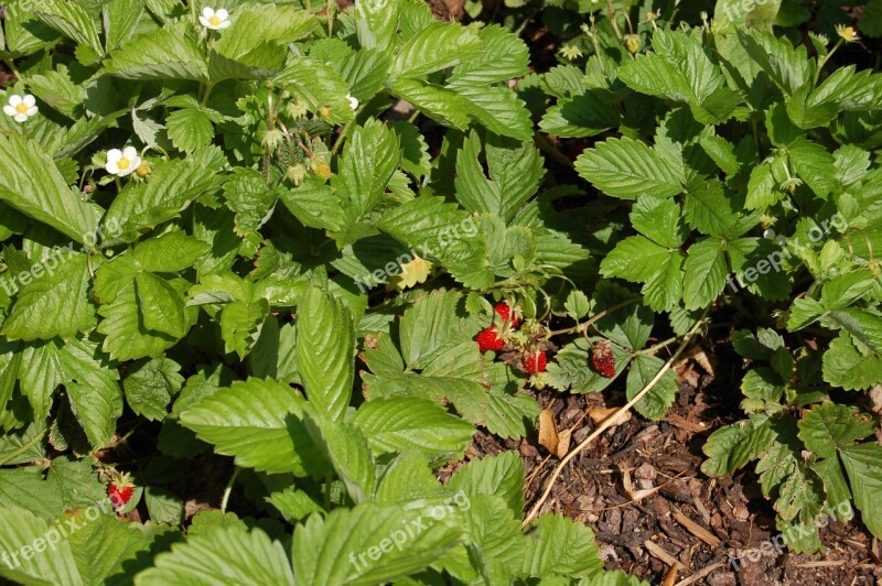 Wild Strawberries Garden Plant Strawberry Free Photos