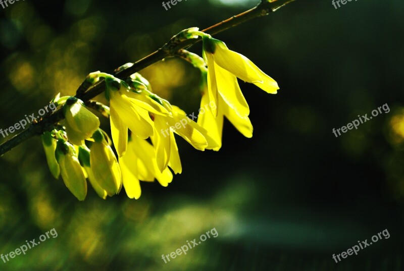 Forsythia Flower Natural Spring Free Photos