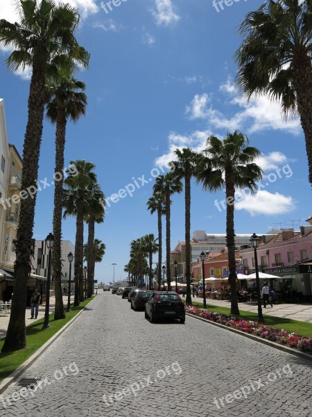 Palm Trees Road Cascais Portugal Summer