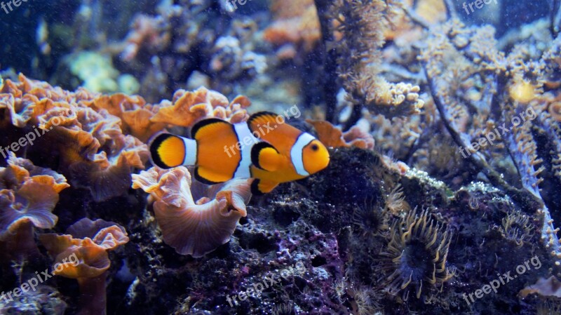 Nemo Fish Aquarium Water Nature