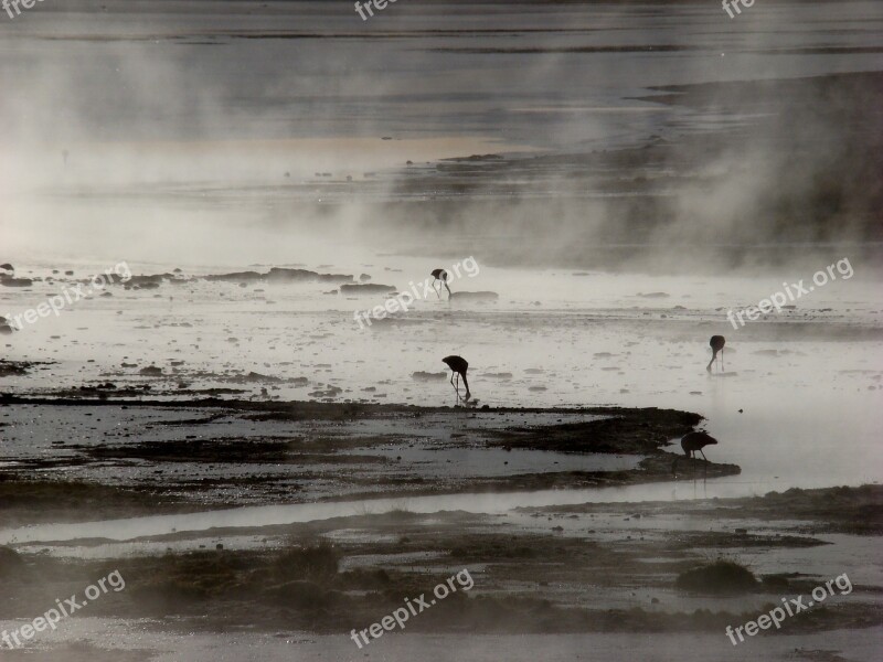 Laguna Flemish Bolivia Free Photos