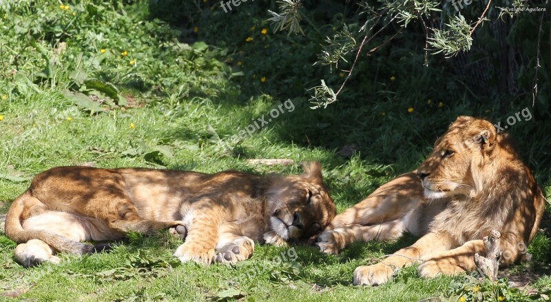 Lion Lioness Couple Rest Animals