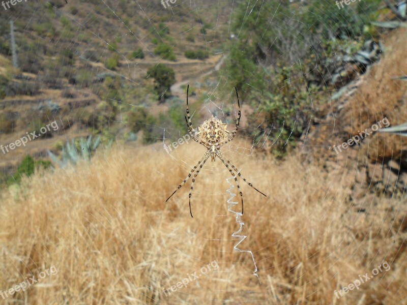 Spider Argiope Lobata Arachnid Free Photos