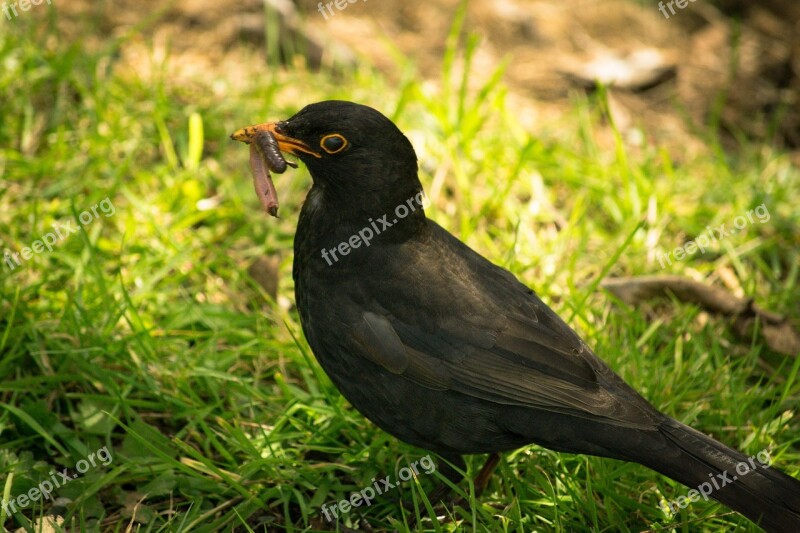 Black Bird Worm Eating Food Bird