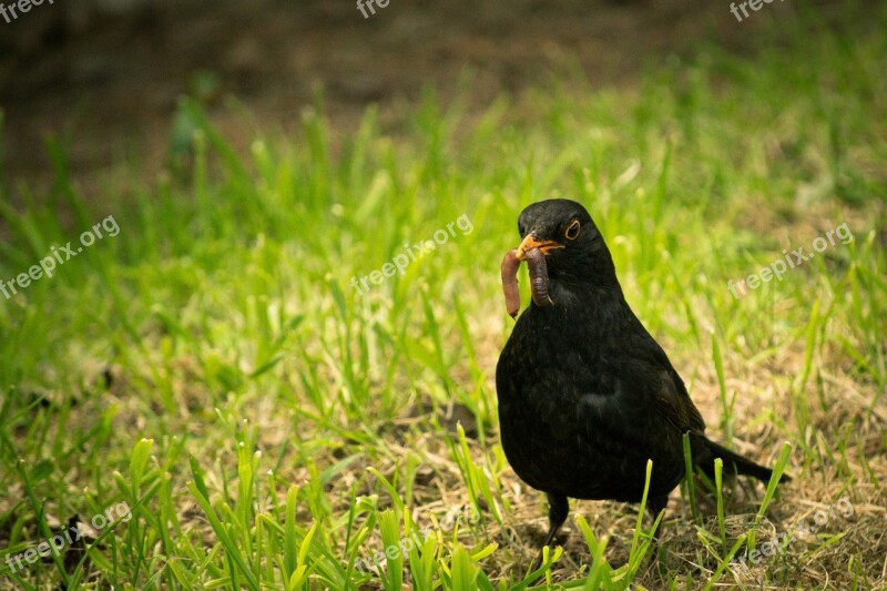 Black Bird Worm Bird Black Animal