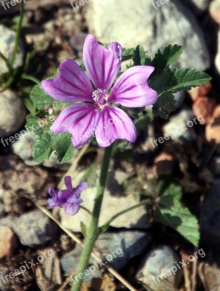 Flower Pink Nature Petals Wild Flowers