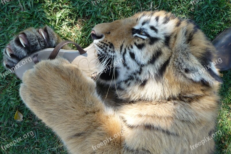 Tigers Cubs Young Safari Fear