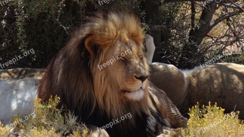 Lion Safari Inverdoorn South Africa Resting