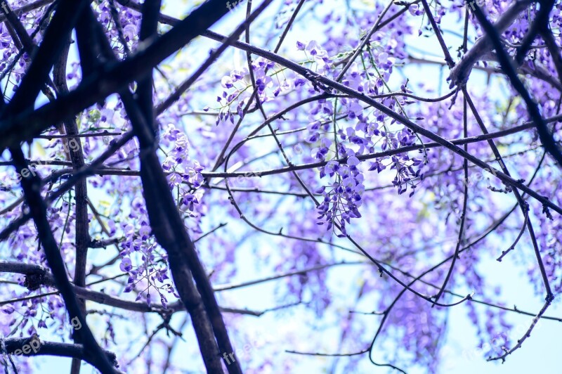 Spring Flowers Spring Flowers Natural Wisteria