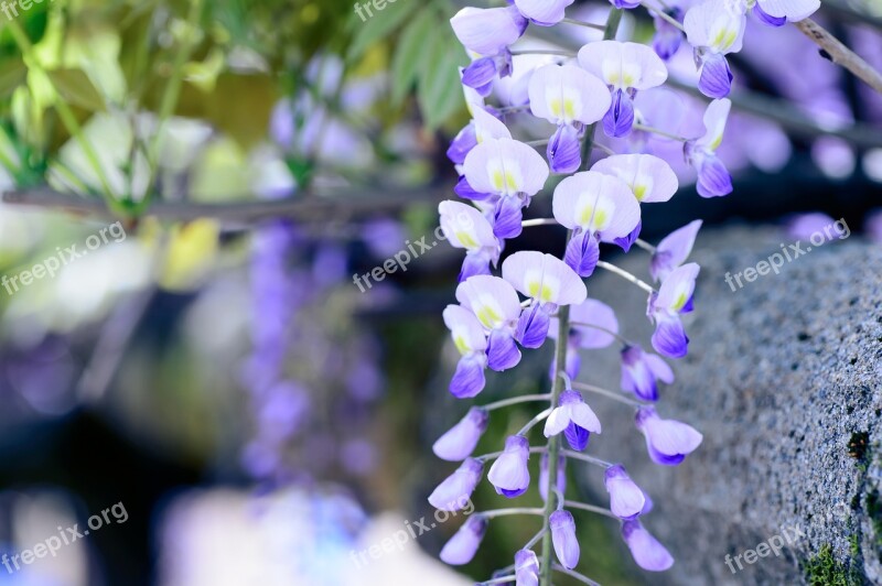 Spring Flowers Spring Flowers Natural Wisteria