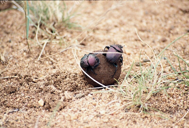 Dung Beatles Nature Beetle Dung Insect