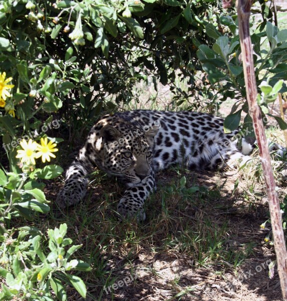 South Africa Garden Route Tenikwa Wild Life Centre Leopard Cub