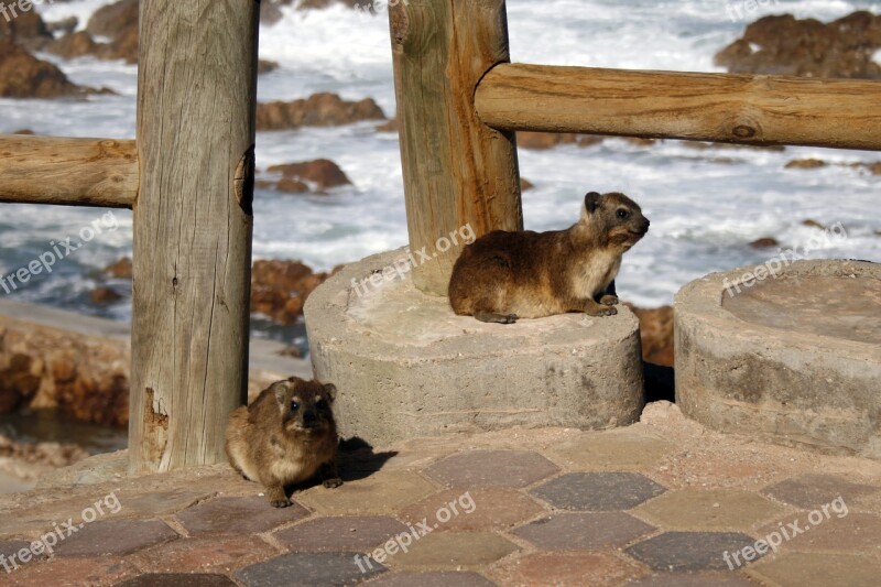 South Africa Dassies Paving Animal Mammal