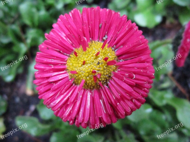 Tausendschön Daisy Red Daisy Flower Red