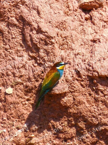 Bee-eater Colorful Mud Wall Nest Abellarol