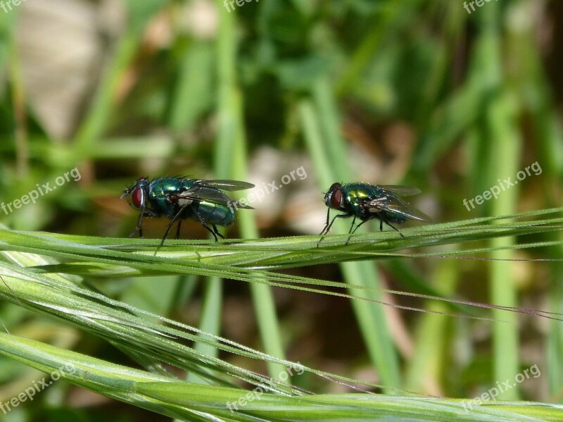 Calliphora Vicina Greenfly Fly Vironera Botfly Free Photos