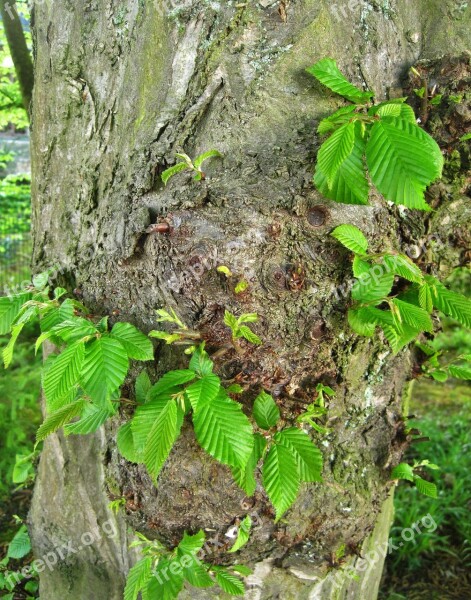 Spring Beech Young Leaves Shoots Log