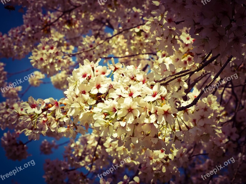 Cherry Blossom Ornamental Cherry Tree Blossom Bloom