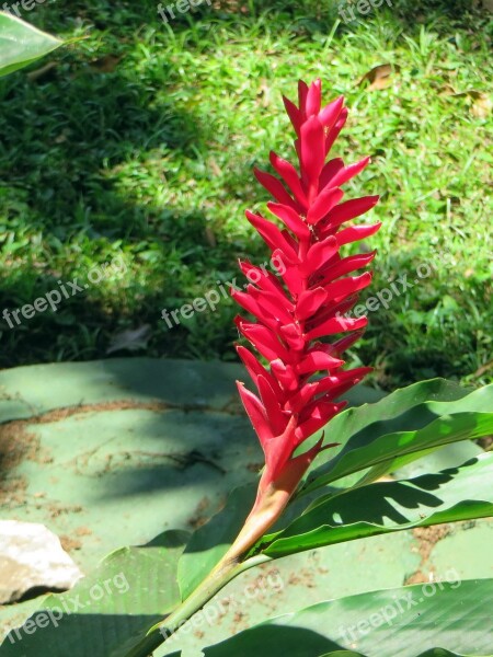 Mexico Red Flower Epi Ginger Brightly Colored