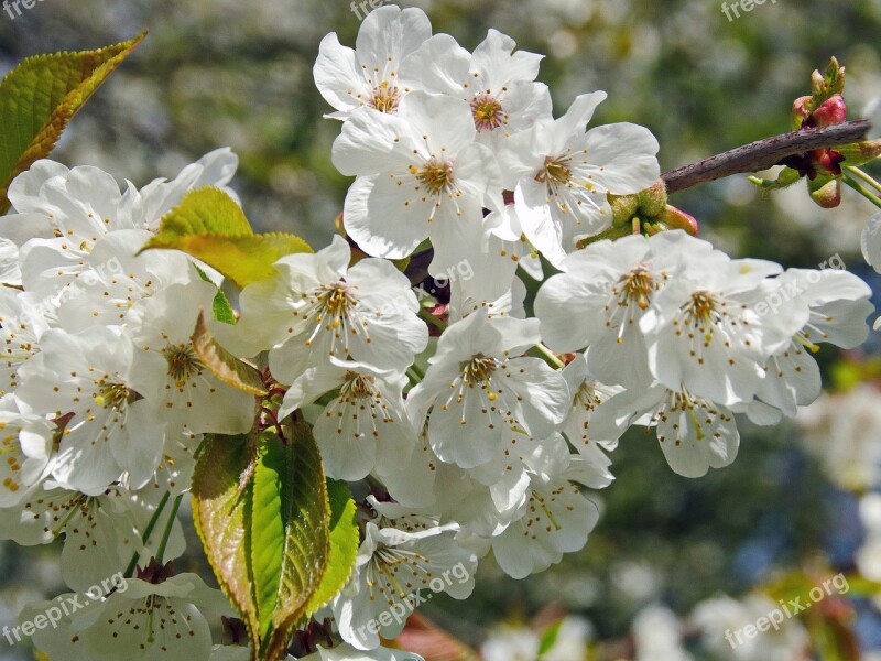 Cherry Flower White Flower Cherry Blossom Flowering