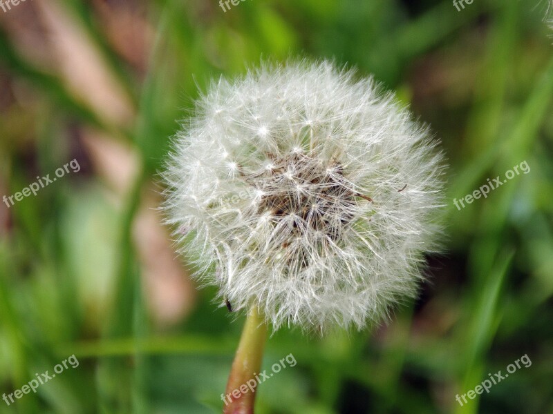 Dandelion Fruit Umbel Flower Seed