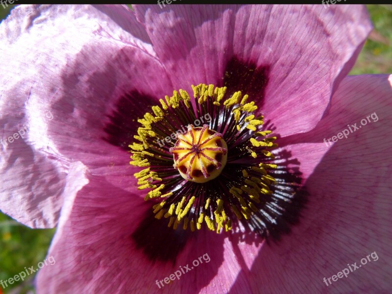 Papaver Somniferum Gravel Poppy Ababol Free Photos