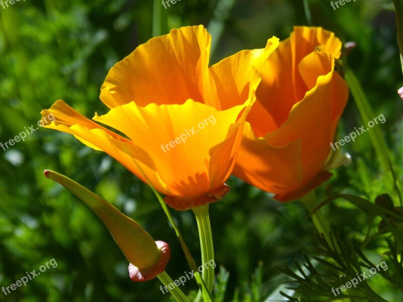 Schscholzia Californica California Poppy Yellow Poppy Free Photos