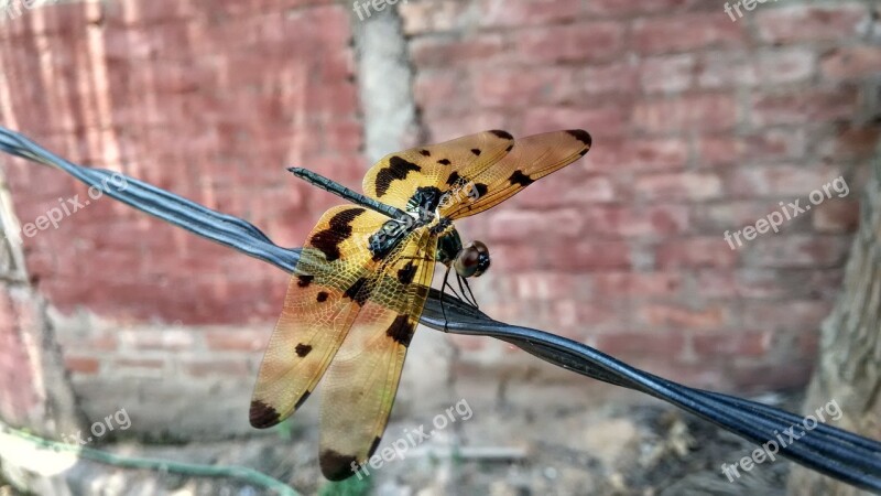 Dragonfly Insect Nature Wings Creature