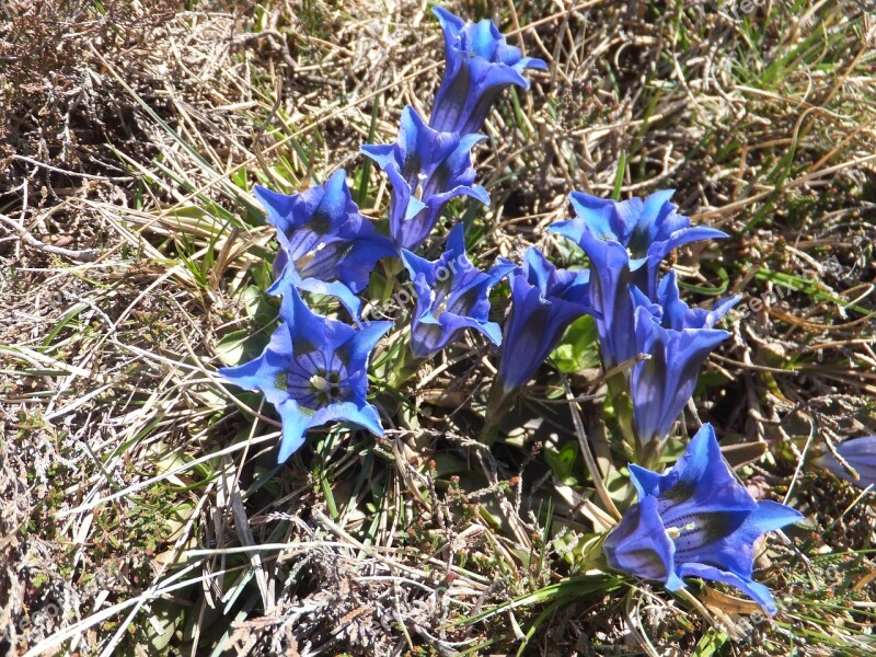 Gentian Cook Shear Gentian Gentiana Acaulis Flower Blue