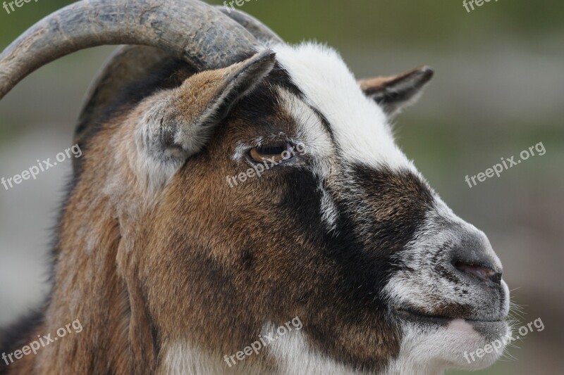 Dwarf Goat Goat West Africa Close Up Ruminant