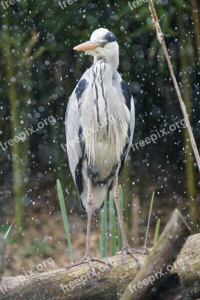 Heron Snowfall Grey Heron Eastern Grey