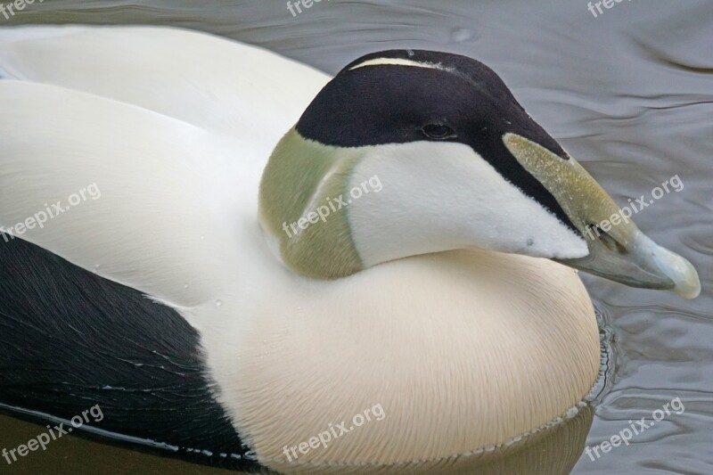 Eider Male Magpie Duck Bird Down