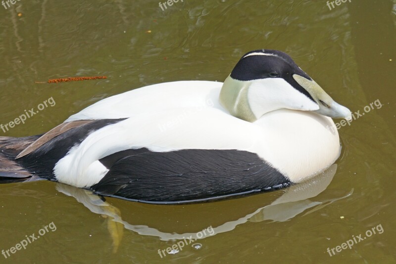 Eider Male Magpie Duck Bird Down